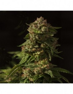 5 UND FEM - FALLEN ANGEL * DEVILS HARVEST SEEDS 5 UND FEM