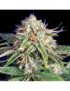 5 UND FEM - FAST RYDER II (AUTOFLORECIENTE) * THE BULLDOG SEEDS 5 UND FEM