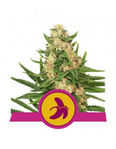 10 UND FEM - FAT BANANA USA PREMIUM 