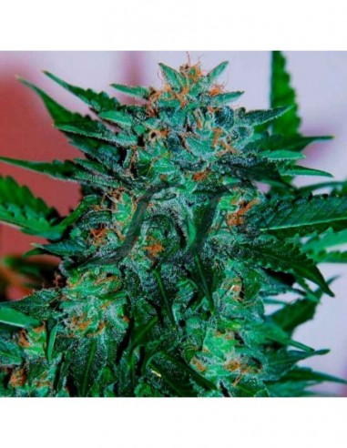 10 UND FEM - FLASH BABYLON AUTO (SAMSARA) 