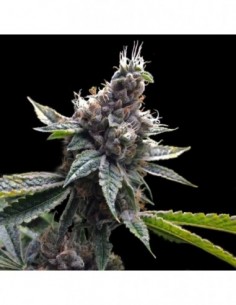 3 UND FEM - FLORIDA OG * DNA GENETICS GROW YOUR OWN 3 UND FEMINIZADAS