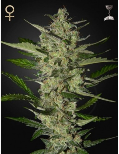 5 UND FEM - FLOWERBOMB KUSH 
