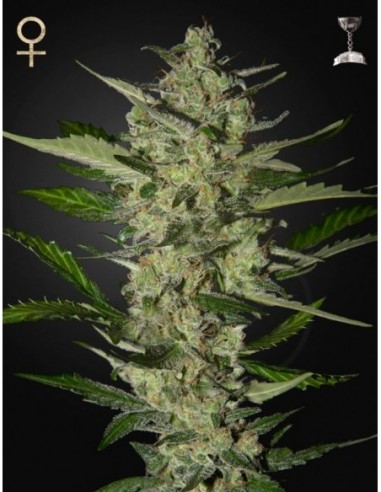 10 UND FEM - FLOWERBOMB KUSH 