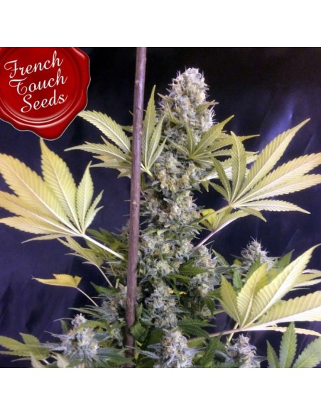 5 UND FEM - FRENCHEESE 