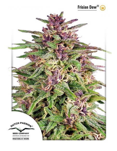 5 UND FEM - FRISIAN DEW ® 