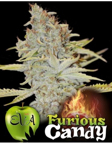 500 UND FEM - FURIOUS CANDY   EVA SEEDS 500 UND FEMINIZADAS