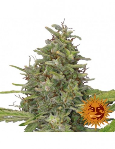 10 UND FEM - G13 HAZE  * BARNEY'S FARM 10 UND FEMINIZADAS