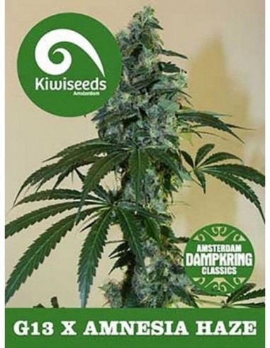 5 UND REG - G13 X AMNESIA 