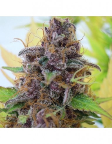 25 UND FEM - GELATO AUTO 