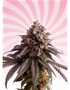 10 UND FEM - GELATO-K 