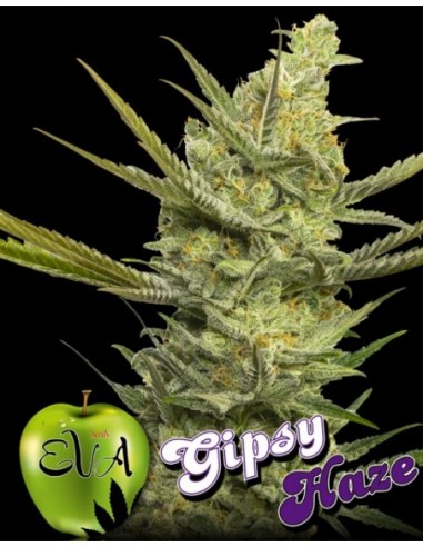 500 UND FEM - GIPSY HAZE   EVA SEEDS 500 UND FEMINIZADAS