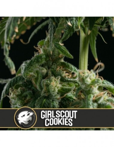 6 UND FEM - GIRL SCOUT COOKIES 