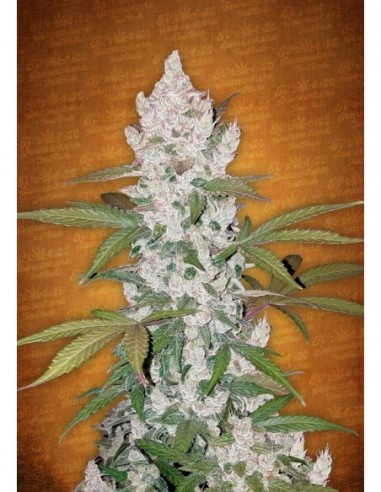 100 UND FEM - GIRL SCOUT COOKIES 