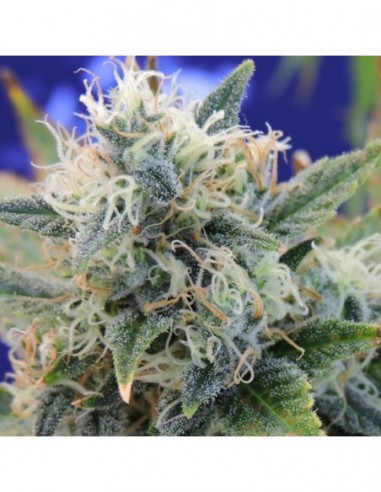 10 UND FEM - GIRL SCOUT COOKIES 