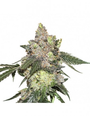 1 UND FEM - GIRL SCOUT COOKIES 