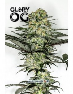 5 UND FEM - GLORY OG   POSITRONICS 5 UND FEMINIZADAS