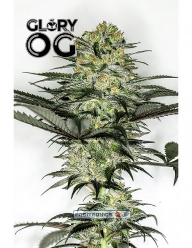 5 UND FEM - GLORY OG   POSITRONICS 5 UND FEMINIZADAS