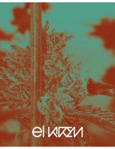 3 UND FEM - GMO X STRAWNANA   PURPLE CITY GENETICS 3 FEMINIZADAS