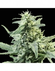 5 UND FEM - GOLDEN HAZE * DEVILS HARVEST 5 UND FEMINIZADAS