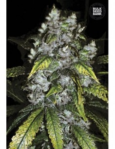 5 UND FEM - GOOD WILD SHARK 