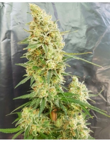 5 UND FEM - GORILLA BANANA 