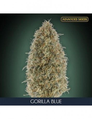 10 UND FEM - GORILLA BLUE * ADVANCED SEEDS 10 UND FEM