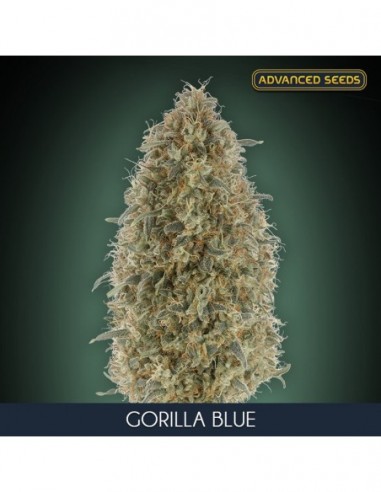 1 UND FEM - GORILLA BLUE 