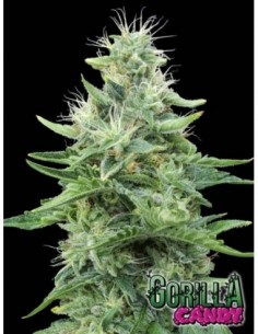 1000 UND FEM - GORILLA CANDY   EVA SEEDS 1000 UND FEMINIZADAS
