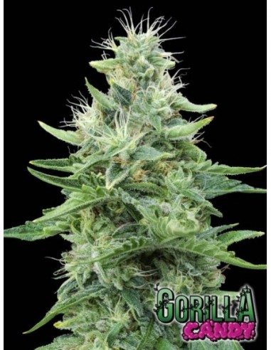 500 UND FEM - GORILLA CANDY   EVA SEEDS 500 UND FEMINIZADAS