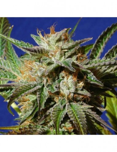 5 UND FEM - GORILLA COOKIES 