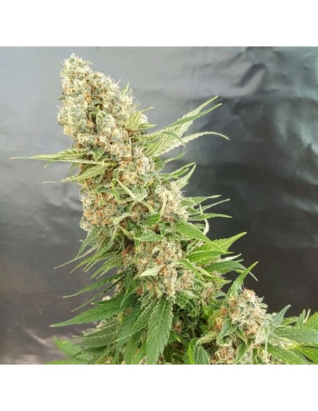 1 UND FEM - GORILLA  CRITICAL 