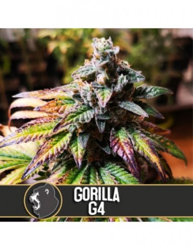 6 UND FEM - GORILLA G 4 