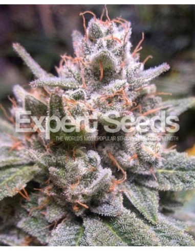 1 UND FEM - EXPERT GORILLA AUTO 