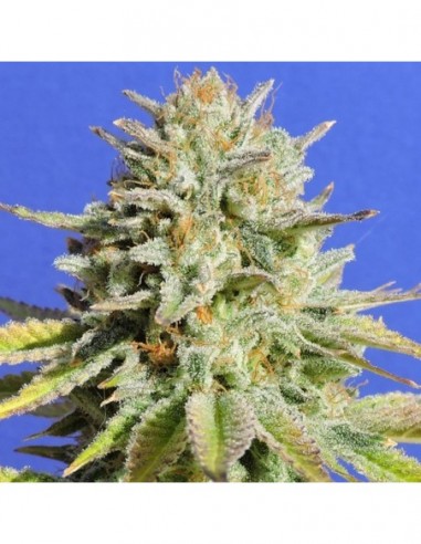 50 UND FEM - GORILLA GLUE  4 