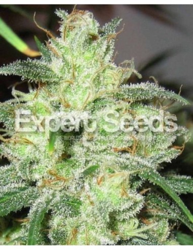 3 UND FEM - GORILLA CHEESE 