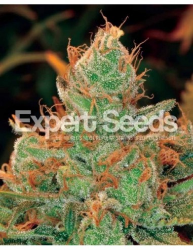 15 UND FEM - GORILLA GLUE  4 X LILLY 