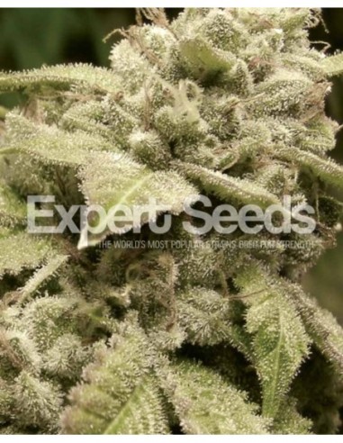 5 UND FEM - GORILLA WHITE WIDOW 