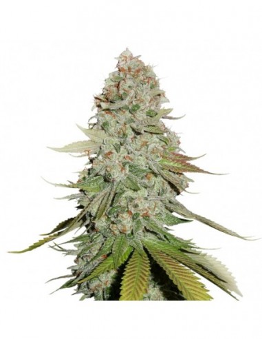 1 UND FEM - GORILLA GLUE 