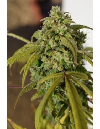 5 UND FEM - GORILLA SFV OG 