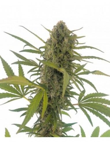 7 UND FEM - GORILLA SNOW ULTRA CBD 