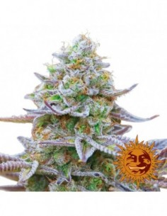 5 UND FEM - GORILLA ZKITTLEZ 