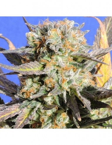 5 UND FEM - GRANDADDY BLACK 