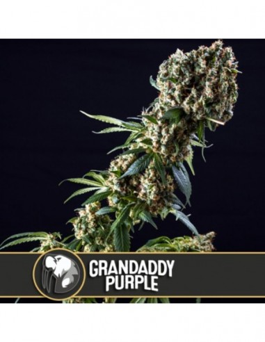 6 UND FEM - GRANDADDY PURPLE 