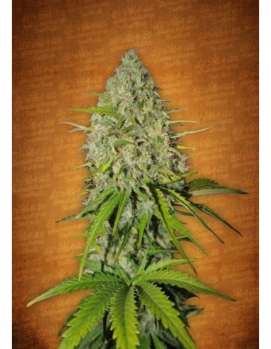 5 UND FEM - GRAPEFRUIT MATIC 