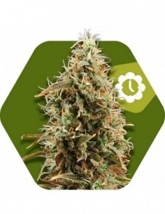 10 UND FEM - GREEN AK XL AUTO 