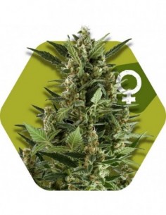 5 UND FEM - GREEN AK XL 