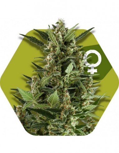 10 UND FEM - GREEN AK XL 