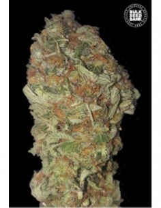 10 UND FEM - GREEN CANDY 