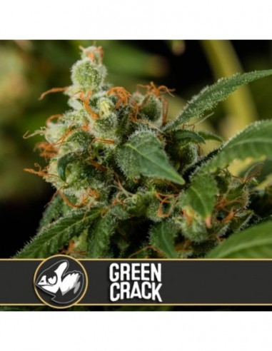 6 UND FEM - GREEN CRACK 