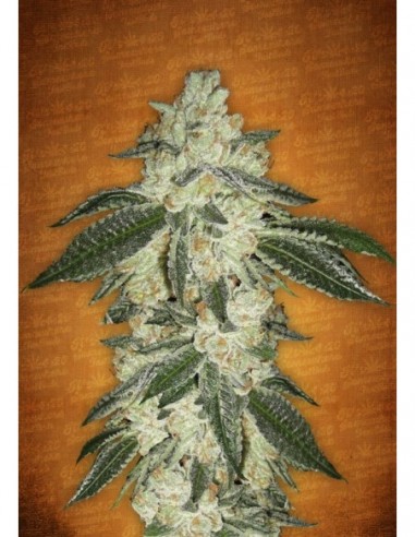 100 UND FEM - GREEN CRACK 